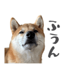 柴犬の岳 1歳（個別スタンプ：16）