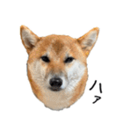柴犬の岳 1歳（個別スタンプ：17）