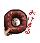 柴犬の岳 1歳（個別スタンプ：18）