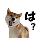 柴犬の岳 1歳（個別スタンプ：19）