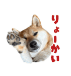 柴犬の岳 1歳（個別スタンプ：20）