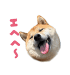 柴犬の岳 1歳（個別スタンプ：21）