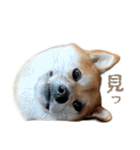 柴犬の岳 1歳（個別スタンプ：22）