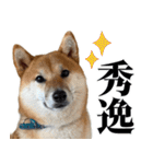 柴犬の岳 1歳（個別スタンプ：23）