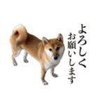 柴犬の岳 1歳（個別スタンプ：24）