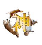柴犬の岳 1歳（個別スタンプ：25）