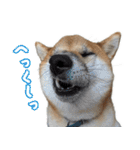 柴犬の岳 1歳（個別スタンプ：27）