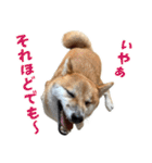 柴犬の岳 1歳（個別スタンプ：28）