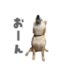 柴犬の岳 1歳（個別スタンプ：29）