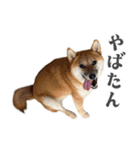柴犬の岳 1歳（個別スタンプ：30）