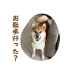 柴犬の岳 1歳（個別スタンプ：32）