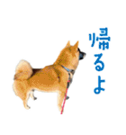 柴犬の岳 1歳（個別スタンプ：33）