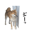 柴犬の岳 1歳（個別スタンプ：35）