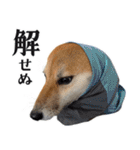 柴犬の岳 1歳（個別スタンプ：36）