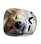 柴犬の岳 1歳（個別スタンプ：37）