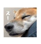 柴犬の岳 1歳（個別スタンプ：38）
