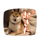 柴犬の岳 1歳（個別スタンプ：39）