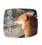 柴犬の岳 1歳（個別スタンプ：40）