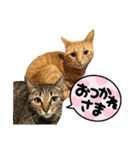 みきるし（個別スタンプ：5）