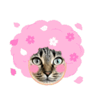 みきるし（個別スタンプ：24）