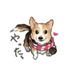 コーギーのシク＆りん（個別スタンプ：1）
