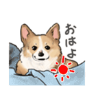 コーギーのシク＆りん（個別スタンプ：2）