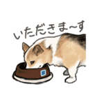 コーギーのシク＆りん（個別スタンプ：5）
