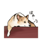 コーギーのシク＆りん（個別スタンプ：14）