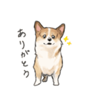 コーギーのシク＆りん（個別スタンプ：20）