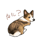 コーギーのシク＆りん（個別スタンプ：25）