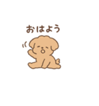トイプーちゃん(モカ)（個別スタンプ：1）