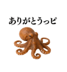 【爆笑★ネタ】リアルな「タコ」だっピ（個別スタンプ：8）
