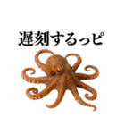 【爆笑★ネタ】リアルな「タコ」だっピ（個別スタンプ：10）