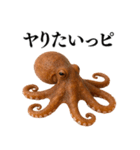 【爆笑★ネタ】リアルな「タコ」だっピ（個別スタンプ：11）