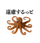 【爆笑★ネタ】リアルな「タコ」だっピ（個別スタンプ：12）