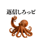 【爆笑★ネタ】リアルな「タコ」だっピ（個別スタンプ：15）