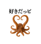【爆笑★ネタ】リアルな「タコ」だっピ（個別スタンプ：29）