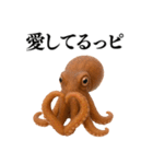 【爆笑★ネタ】リアルな「タコ」だっピ（個別スタンプ：36）