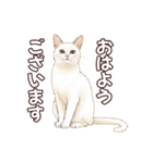 シロクロの使える丁寧語（個別スタンプ：3）