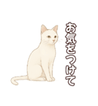 シロクロの使える丁寧語（個別スタンプ：7）