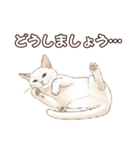 シロクロの使える丁寧語（個別スタンプ：24）