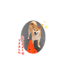 柴犬ふうかの日常（個別スタンプ：1）