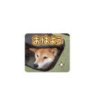 柴犬ふうかの日常（個別スタンプ：2）