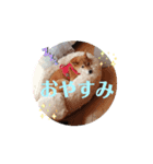 柴犬ふうかの日常（個別スタンプ：3）