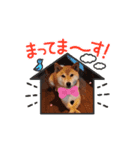 柴犬ふうかの日常（個別スタンプ：4）