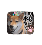 柴犬ふうかの日常（個別スタンプ：5）