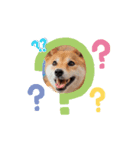 柴犬ふうかの日常（個別スタンプ：6）