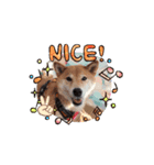 柴犬ふうかの日常（個別スタンプ：7）