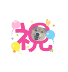 柴犬ふうかの日常（個別スタンプ：8）