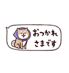 ◯ SHIBAINUさん◯省スペース（個別スタンプ：5）